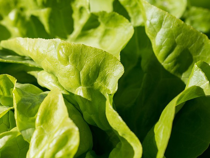 close up of lettuce leaves