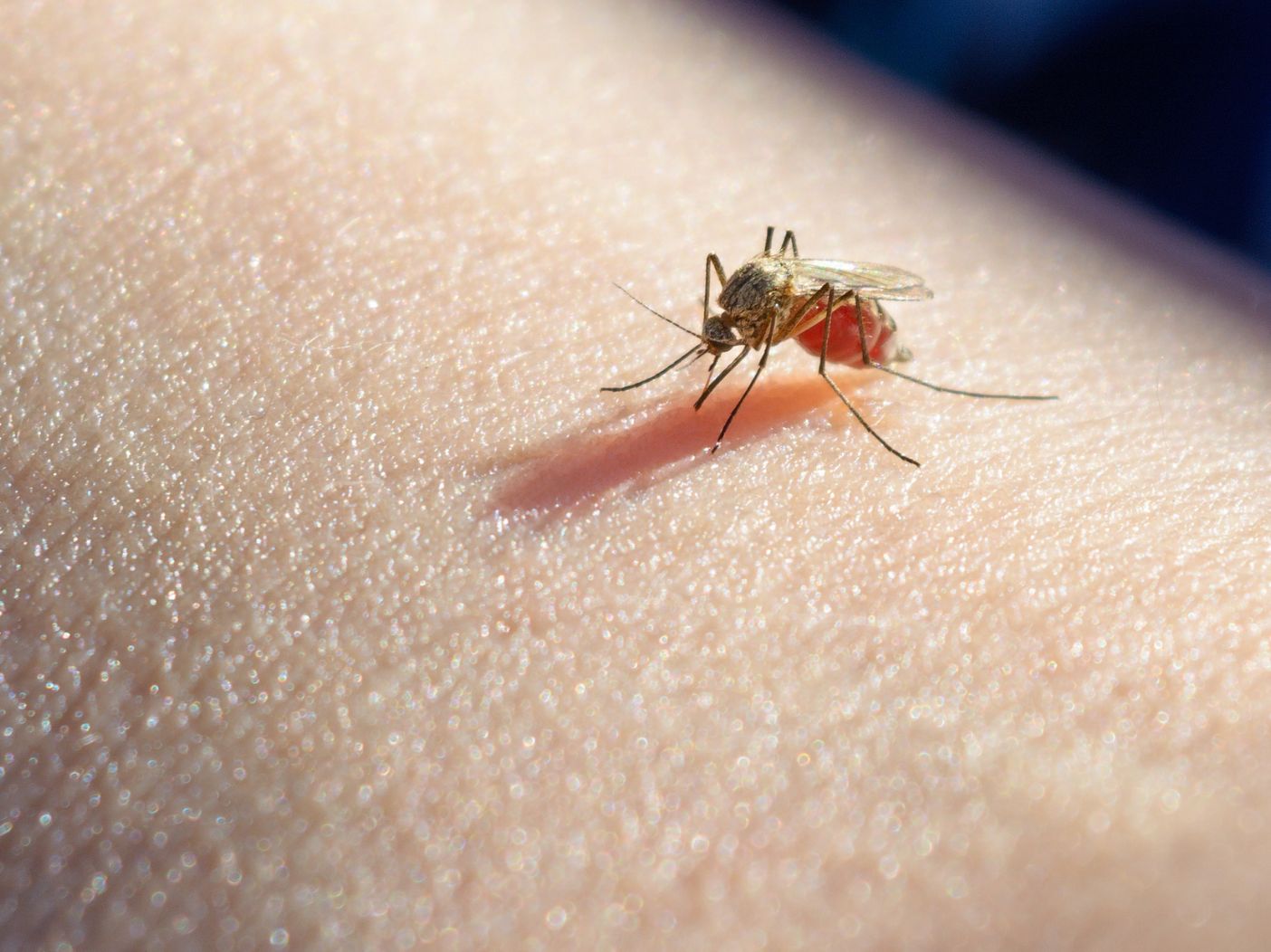 A mosquito on human skin