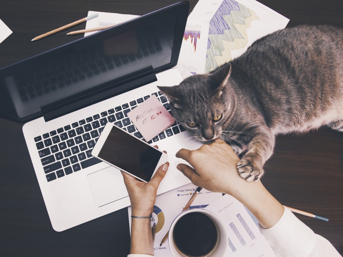 Overhead view of a woman's hands holding a smartphone over the keyboard of a laptop. A cat is lying across the keyboard as well