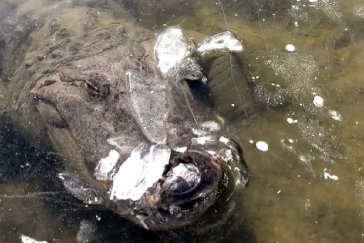 video-alligator-becomes-frozen-under-ice-in-incredible-sight