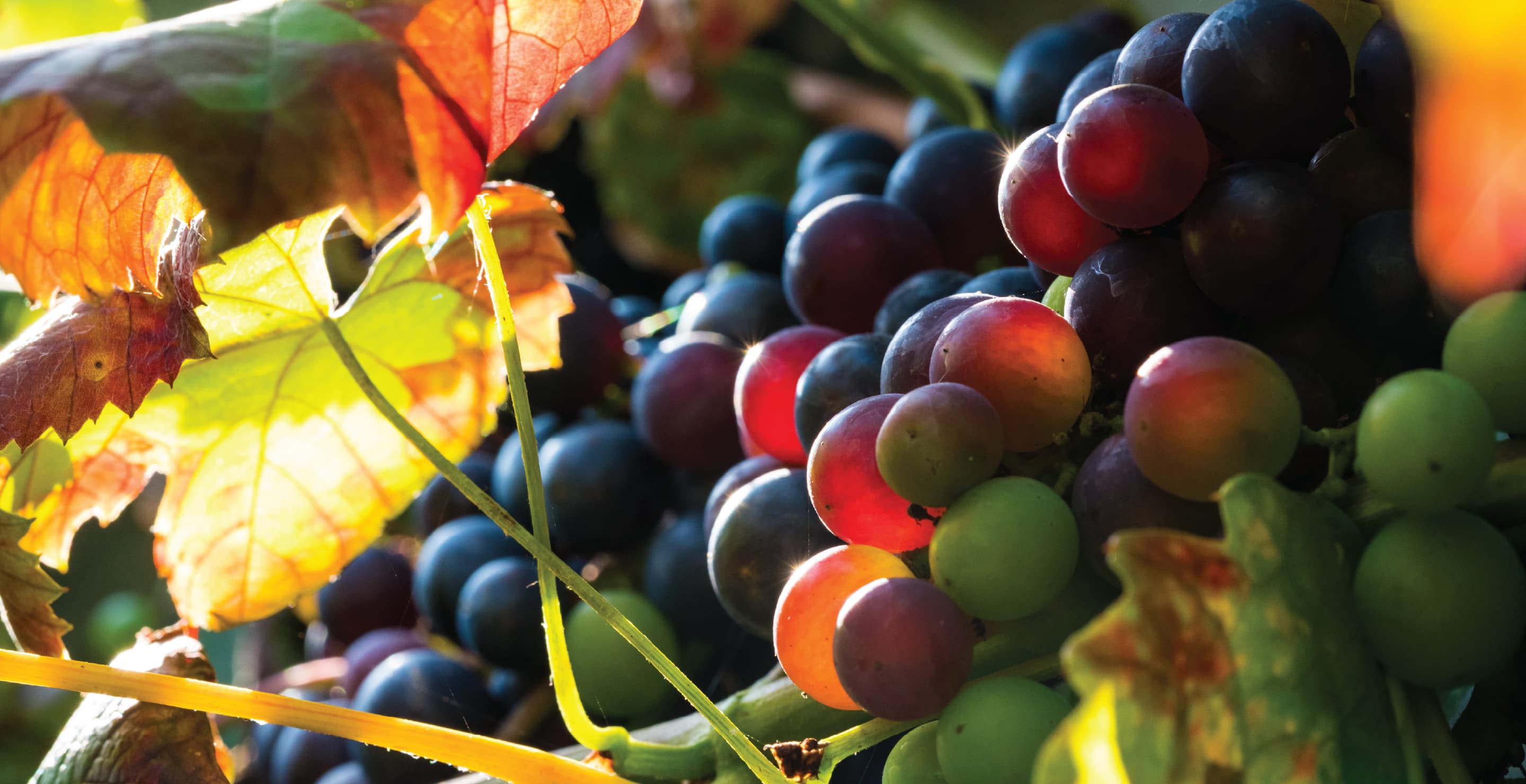 Grapes